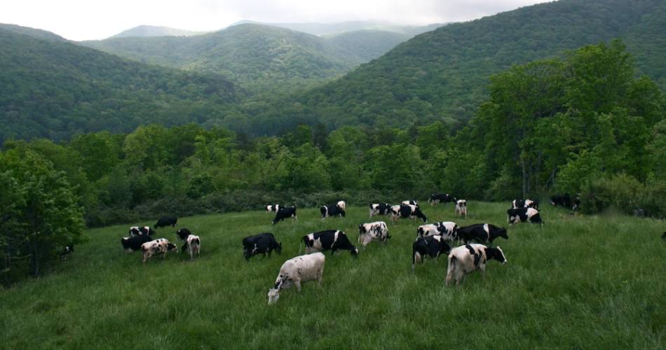 Top 10 Reasons Guests Visit Ellijay, GA, More Than Once