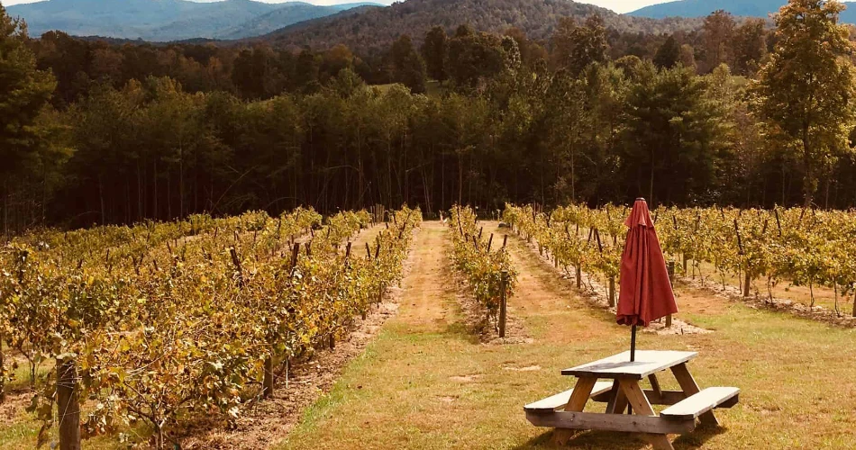 Top 10 Reasons Guests Visit Ellijay, GA, More Than Once